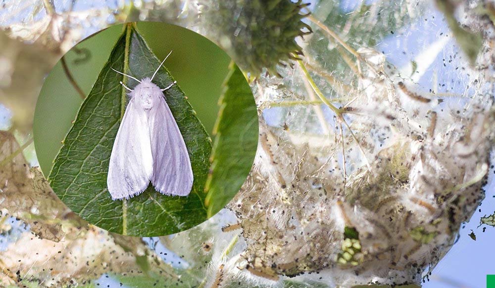 Как бороться ос опасным вредителем: американская белая бабочка
