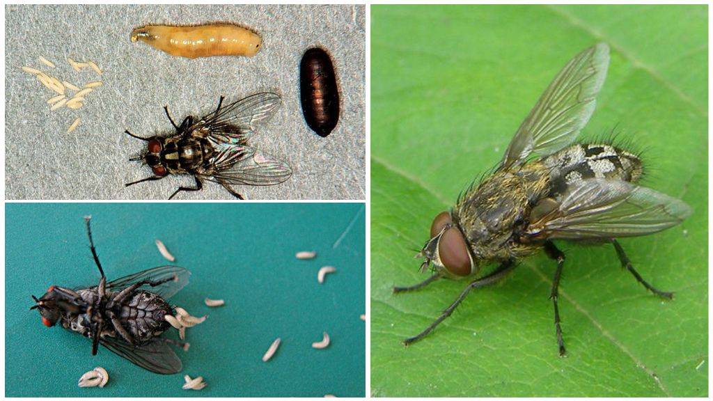 Интересные факты о мухах