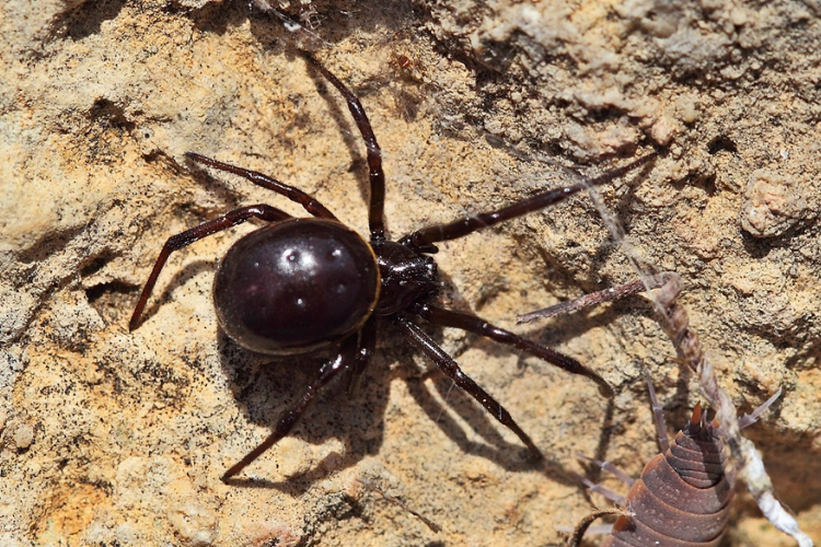 Паук steatoda grossa; безобидная ложная чёрная вдова | meduza4u