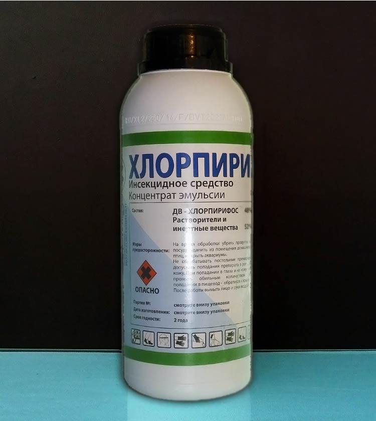 Как избавиться от блох в доме и квартире быстро и эффективно