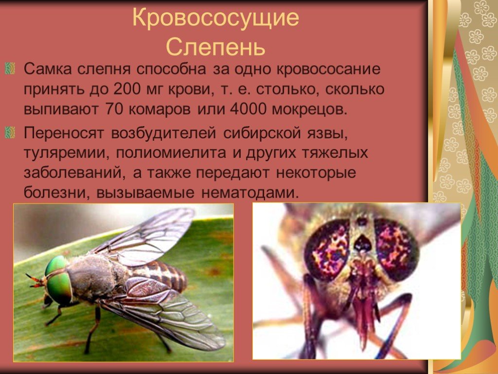 Индивидуальная и групповая защита от кровососущих насекомых, комаров, мошек, мокрецов и слепней, способы нанесения репеллентов для защиты от кровососущих насекомых. | выживание в дикой природе