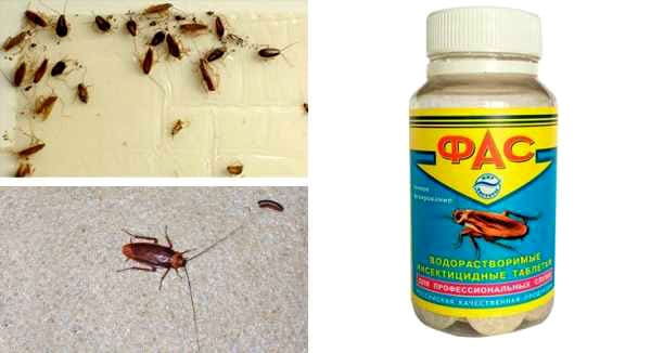 Средства от тараканов: эффективные гели, лучшие аэрозоли, хорошие ловушки и мелки, обзор и рекомендации по применению русский фермер