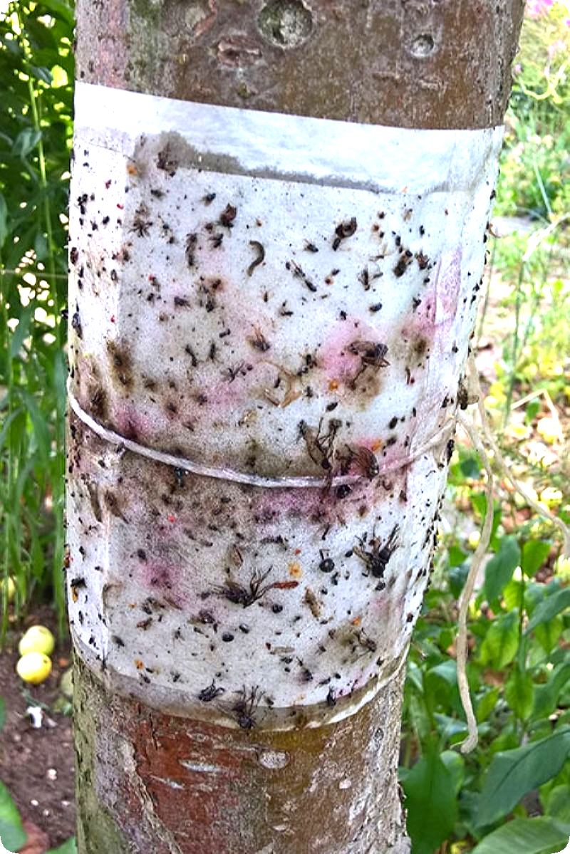 Как избавиться от муравьев на яблоне - способы защиты