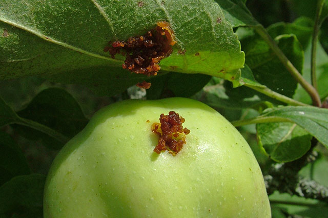 Четыре надежных способа борьбы с яблонной плодожоркой