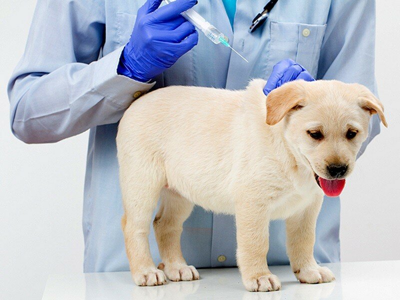 Когда и какие прививки делать щенкам?