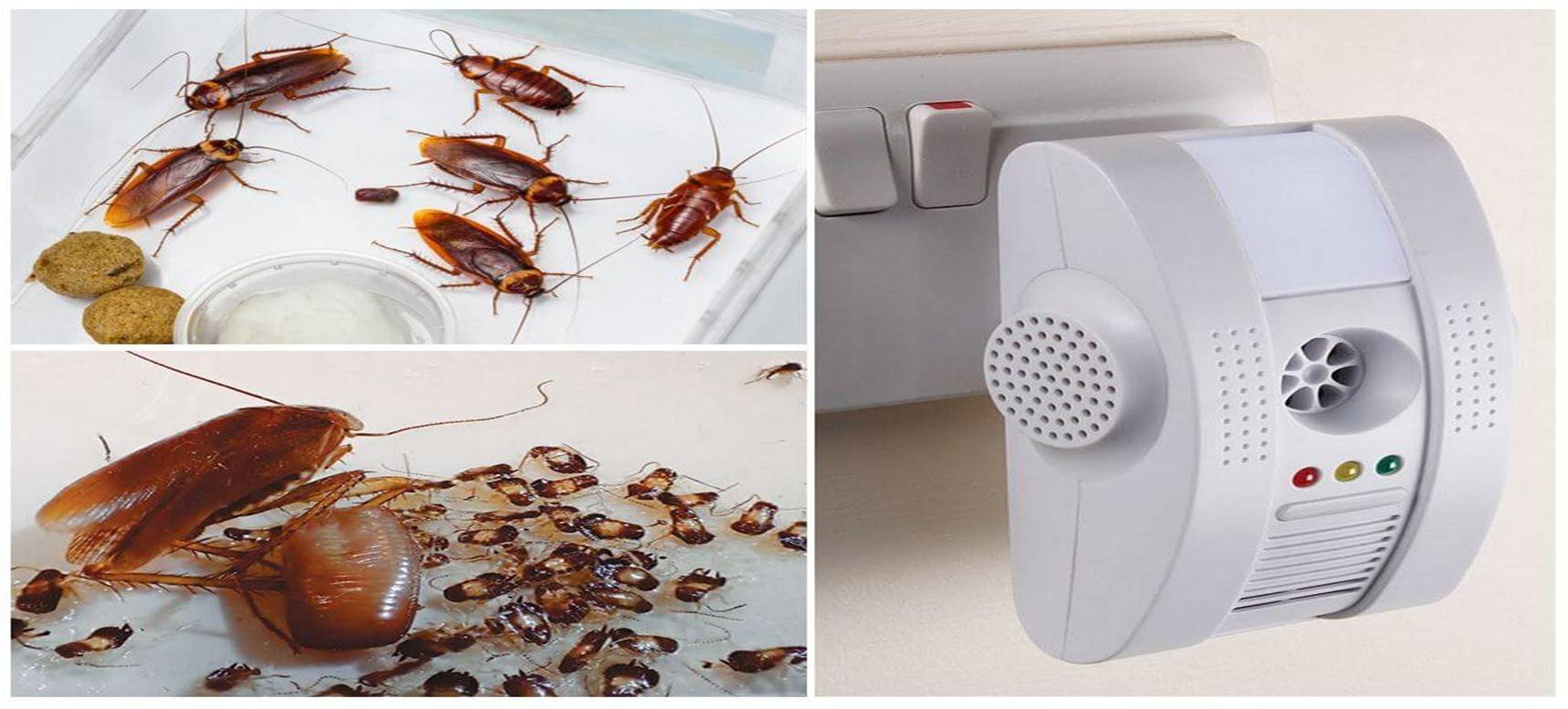 Чем и как травить тараканов в домашних условиях