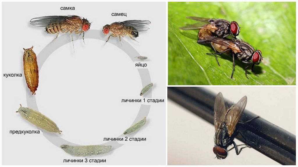 Продолжительность жизни мух