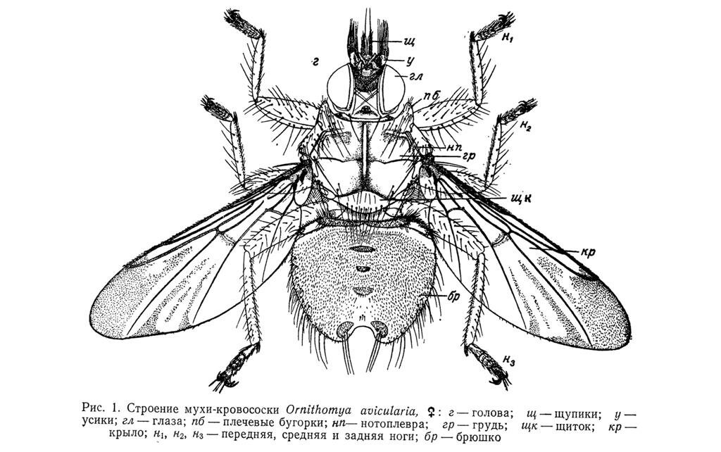 Схема строения насекомого