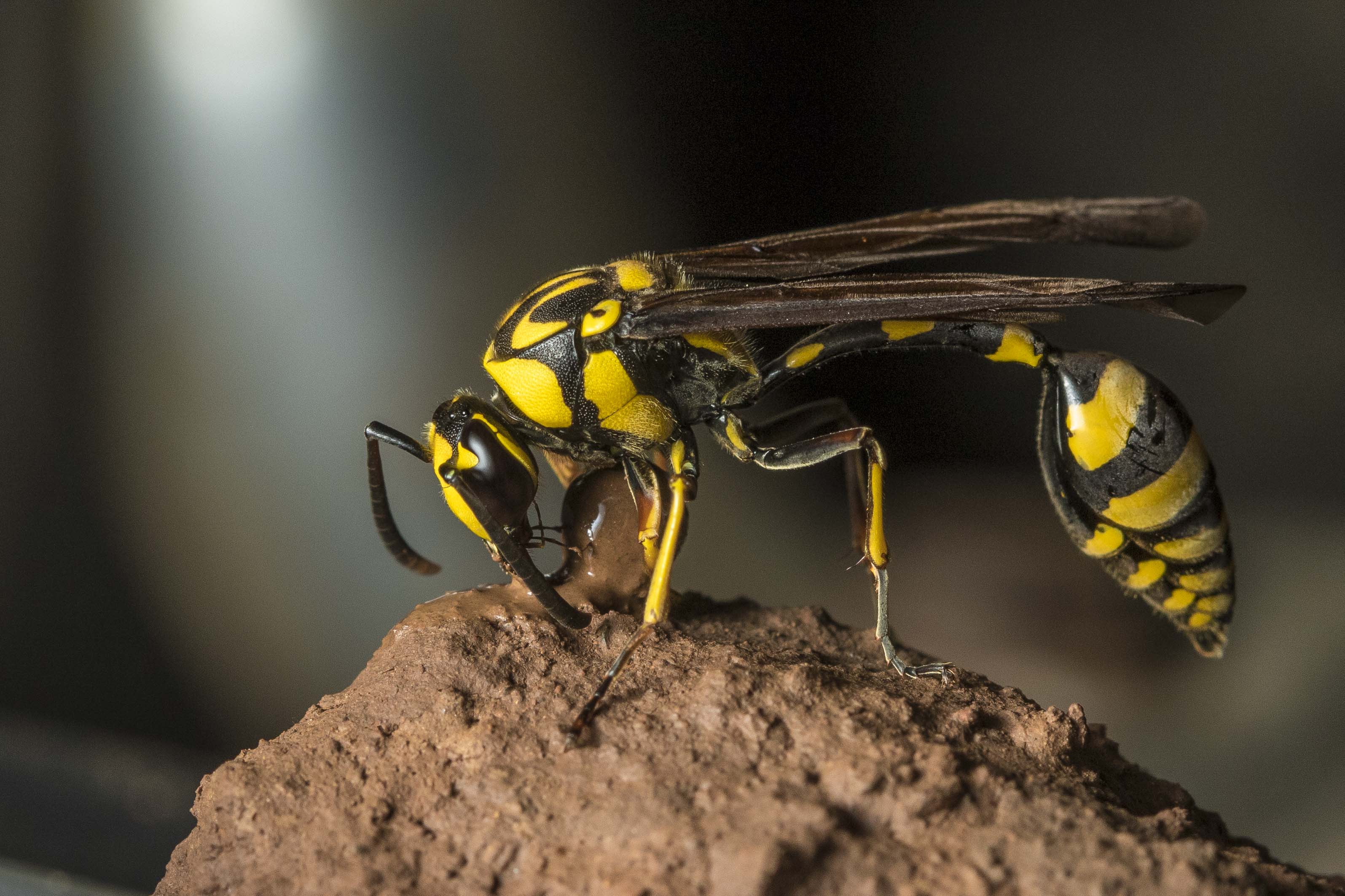 Mud Dauber