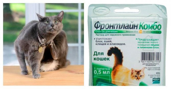 Фронтлайн для кошек, инструкция по применению препарата от блох и клещей в виде спрея и капель