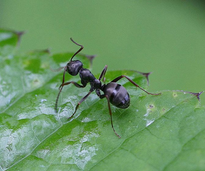 Как избавиться от муравьев на даче при помощи народных средств и ядохимикатов
