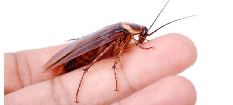 Могут ли тараканы кусать человека и опасен ли укус?