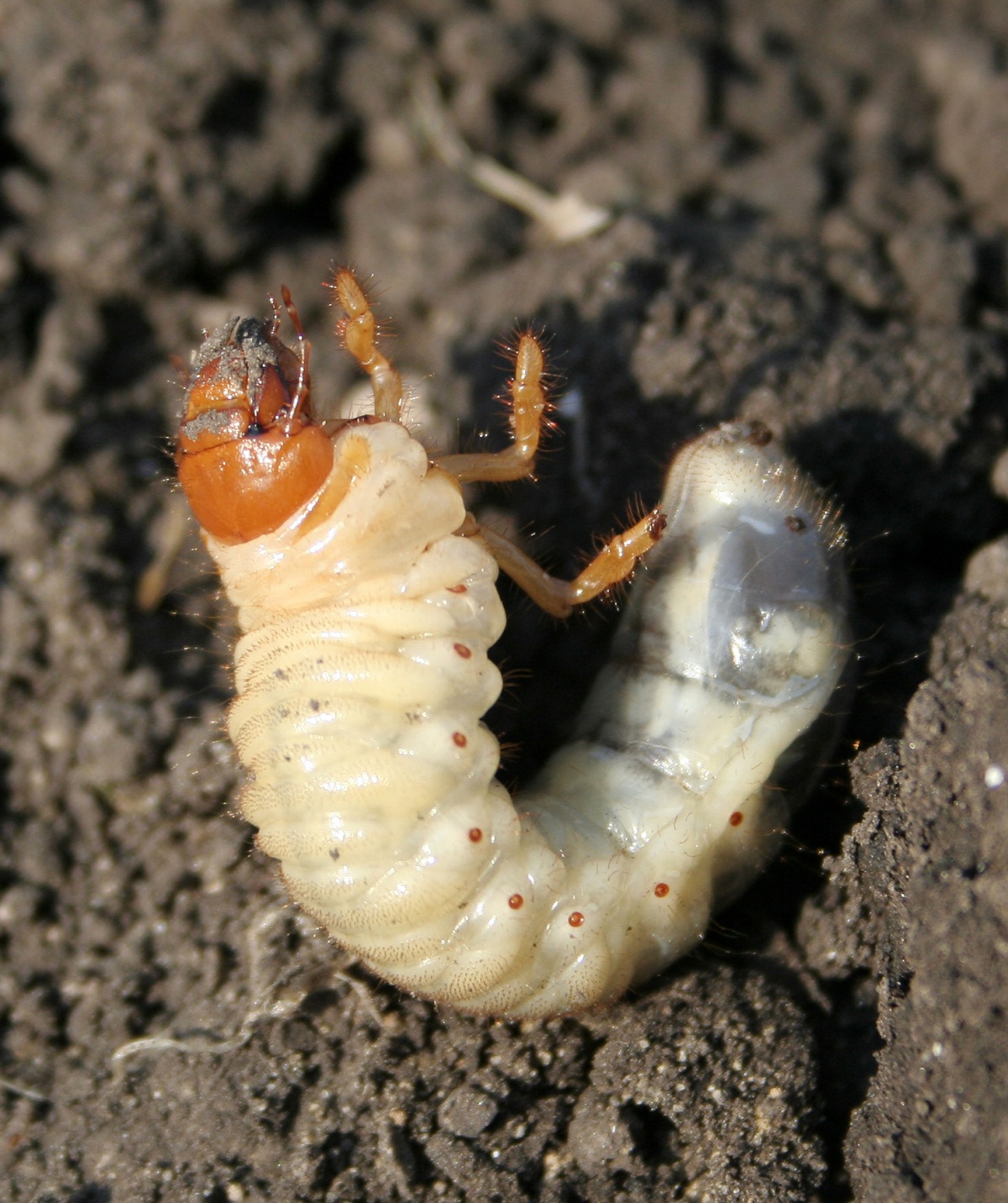Личинки майского жука. посоветуйте что делать, как с ними бороться