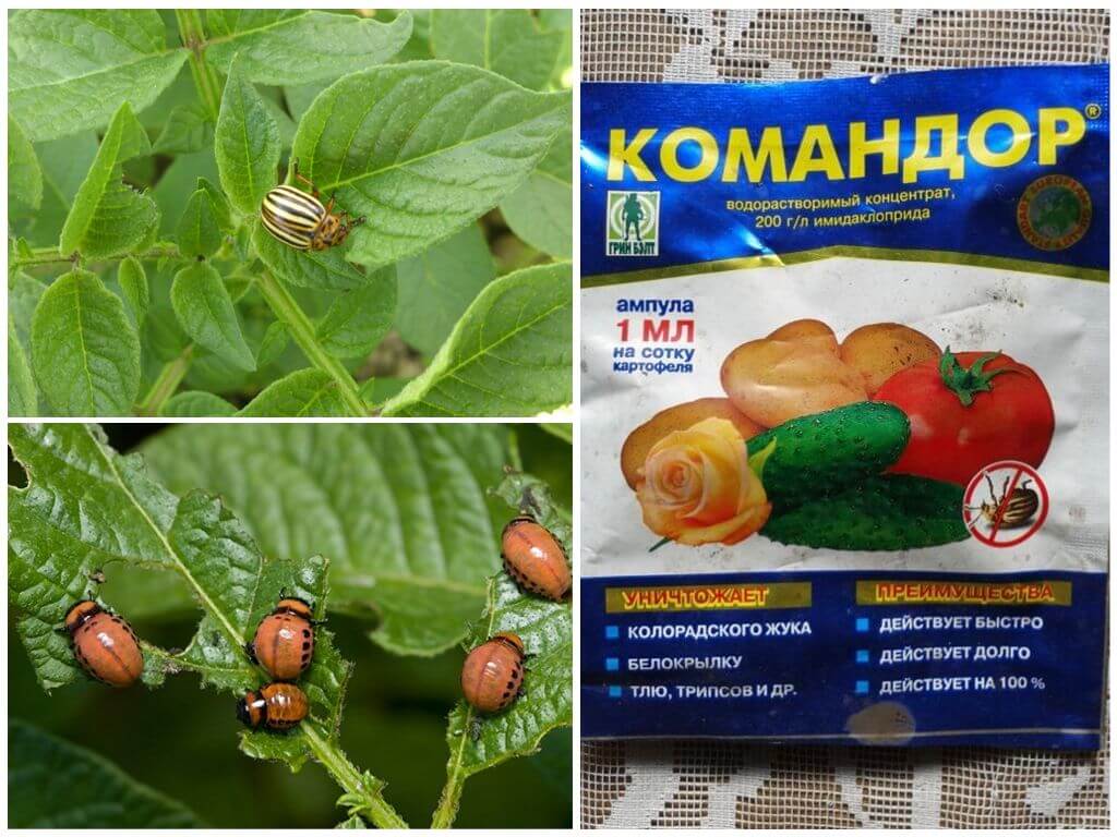 Жукоед от колорадского жука: инструкция по применению, отзывы