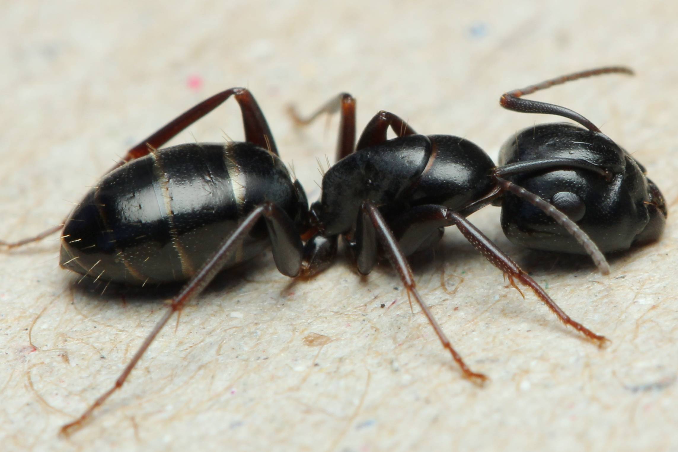 Муравей древоточец — признаки заселения в доме, как избавиться от насекомых быстро. обзор способов борьбы с муравьями древоточцами