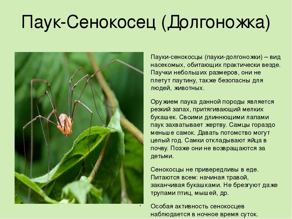 Сенокосец (паук): описание и фото. пауки в природе :: syl.ru