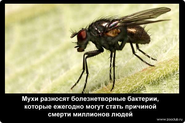 Любитель трупов — серая мясная муха