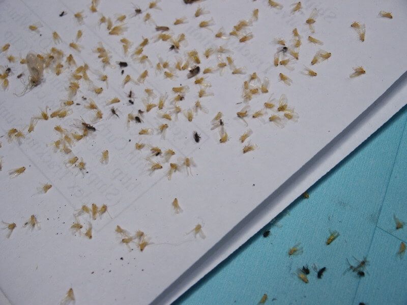 Как избавиться от луковой мухи: народные средства и химикаты
