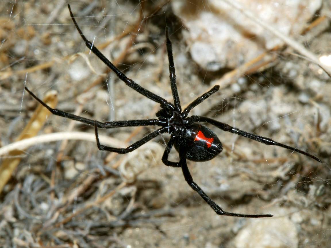 Самые опасные насекомые и пауки средней полосы россии | русская семерка