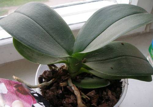 В орхидее завелись мошки: эффективные способы как избавиться