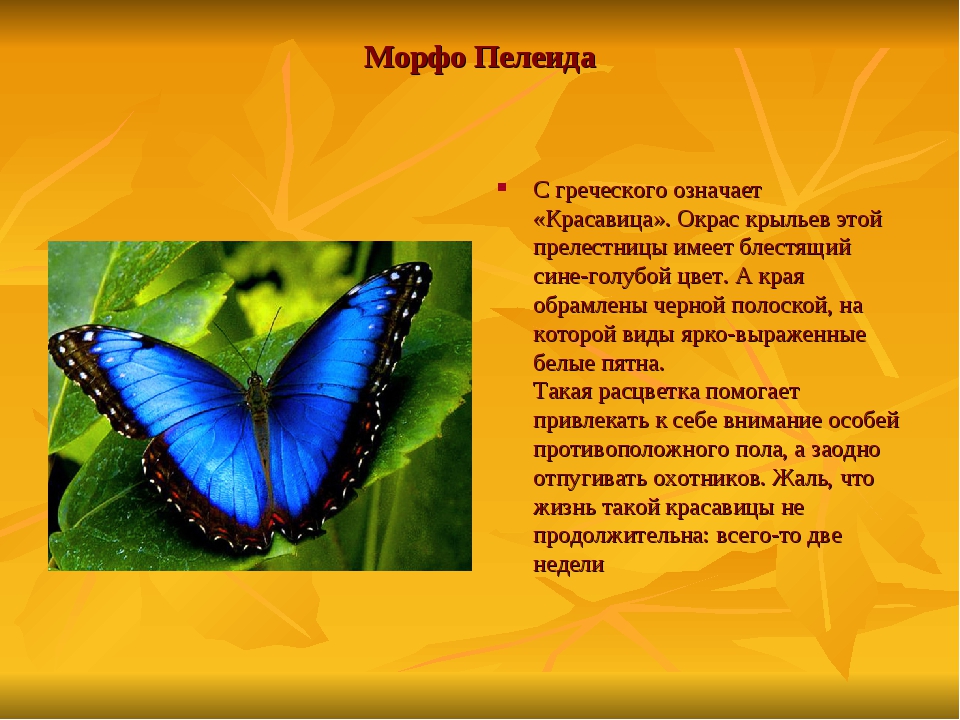 Немного об интересном: что символизирует бабочка в психологии, различных культурах и фэн-шуй