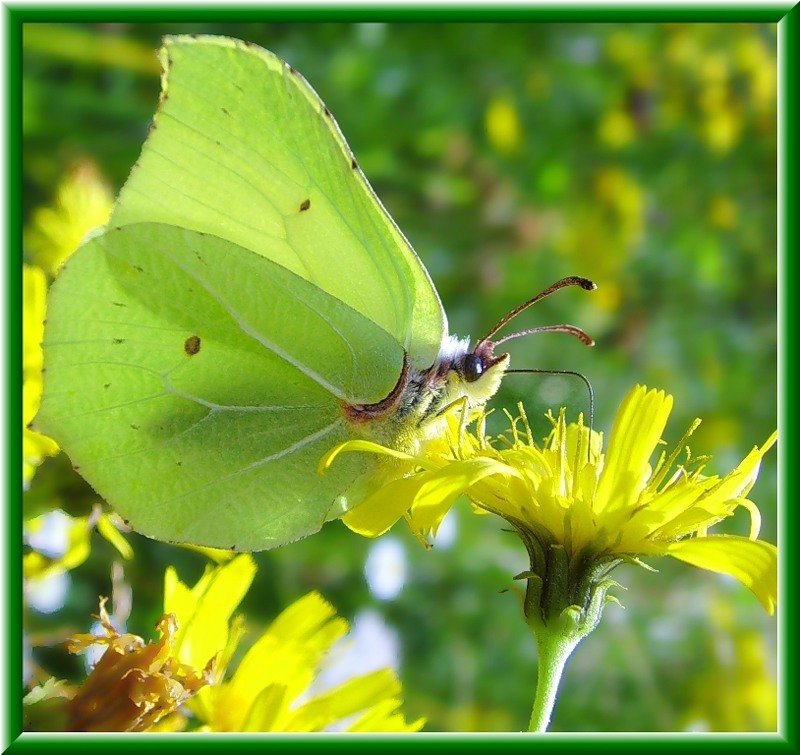 Бабочка мнемозина – фото, описание и образ жизни