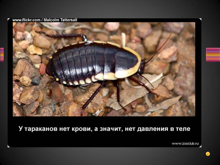 Интересные факты о тараканах, о которых вы не знали