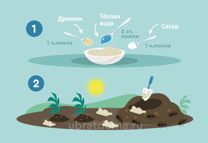Лучшие способы борьбы с садовыми муравьями / асиенда.ру