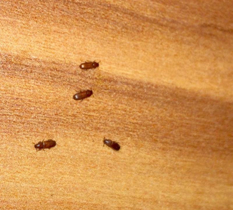 Маленькие коричневые жучки в квартире: как от них избавиться? - идеи для жизни - медиаплатформа миртесен
