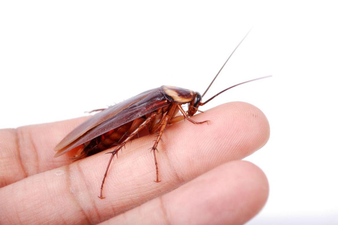 Средства от рыжих тараканов в квартире