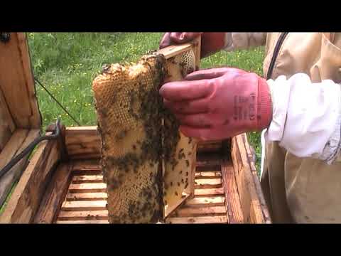 Обработка пчел от клеща варроа