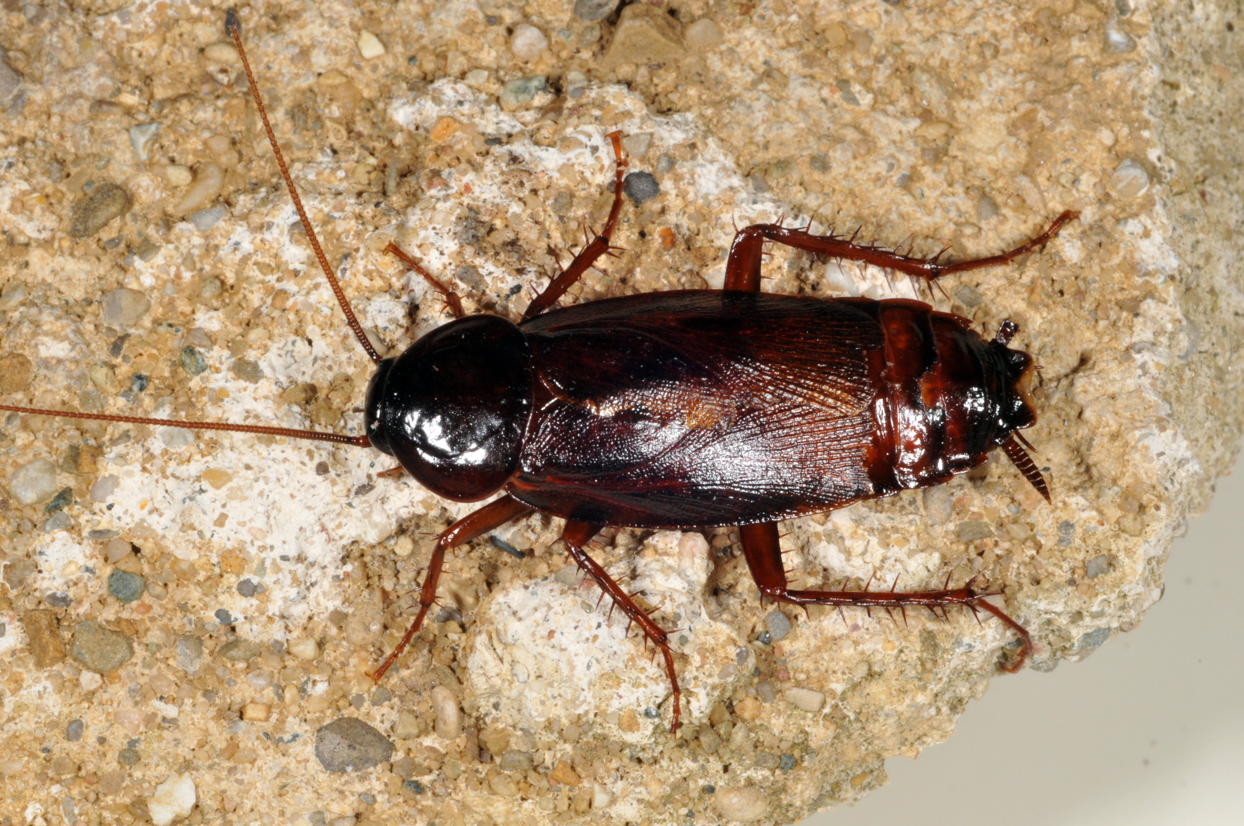 Разновидности домашних тараканов: как выглядят их виды в квартире