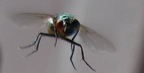 С какой скоростью летает муха , сколько км. в час?