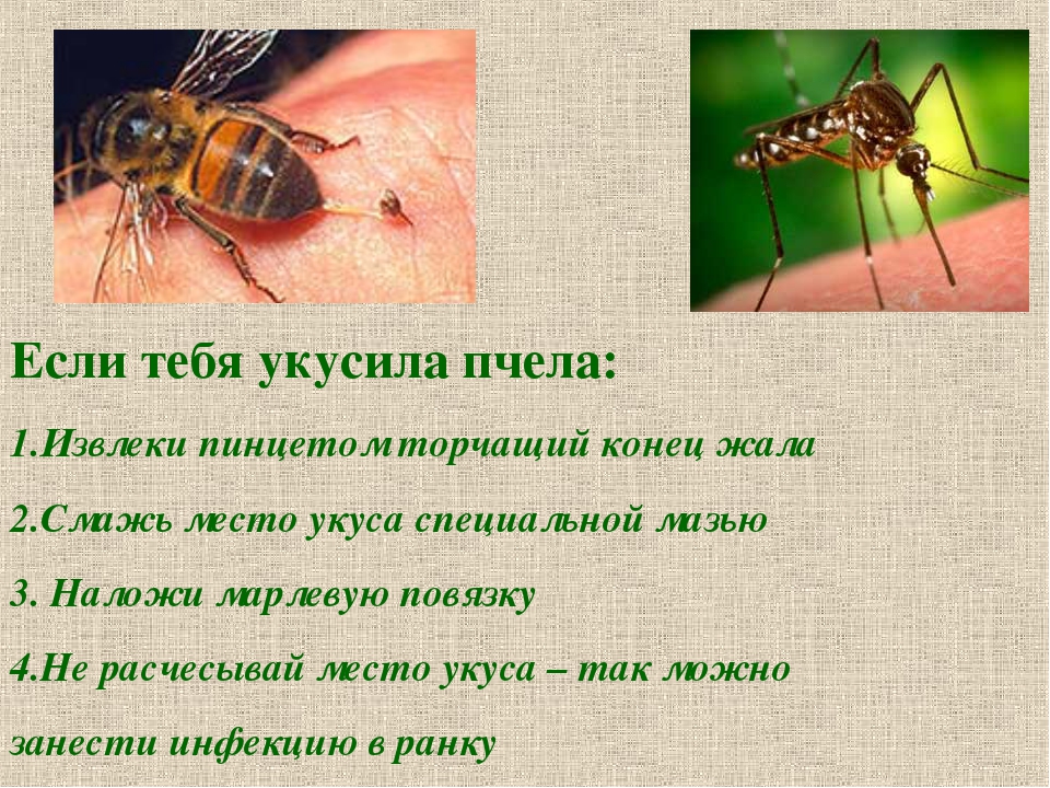 Чем опасен укус осы?