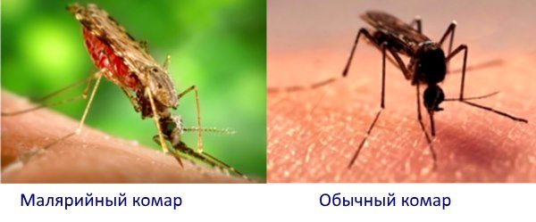 Есть четкий признак, как отличить укус комара от нападения клопа