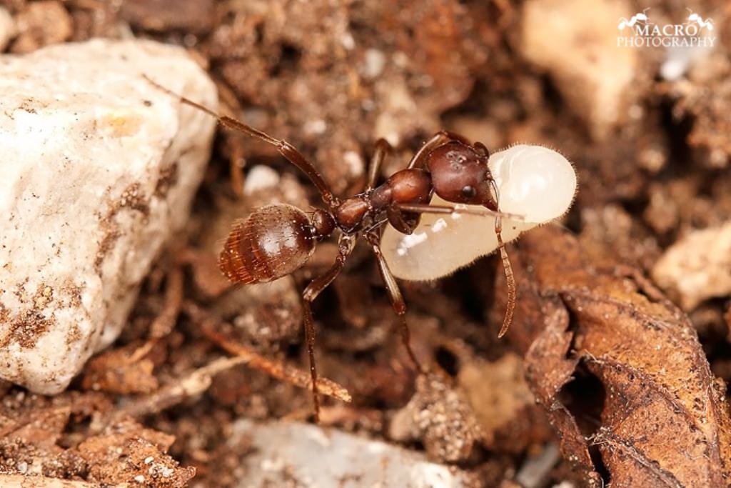 Что такое воинственные муравьи?