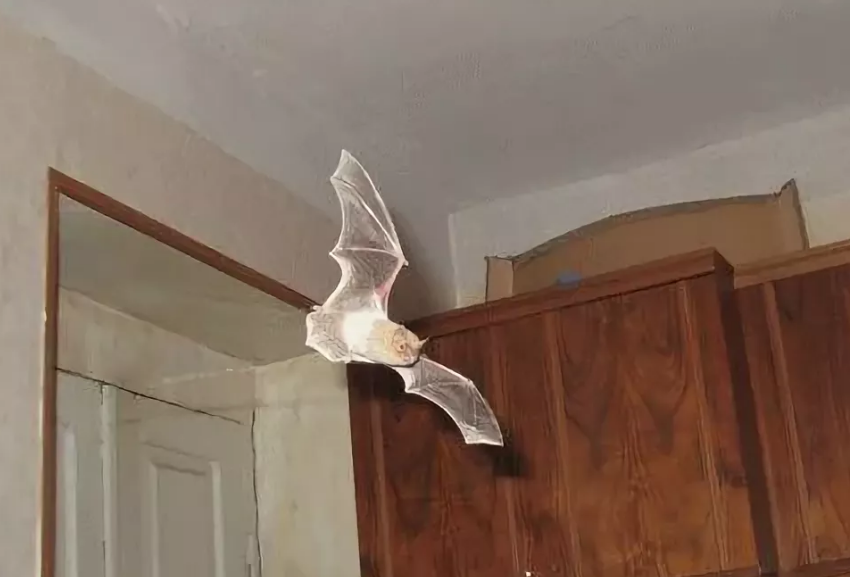Как избавиться от летучих мышей на даче, в доме и в квартире