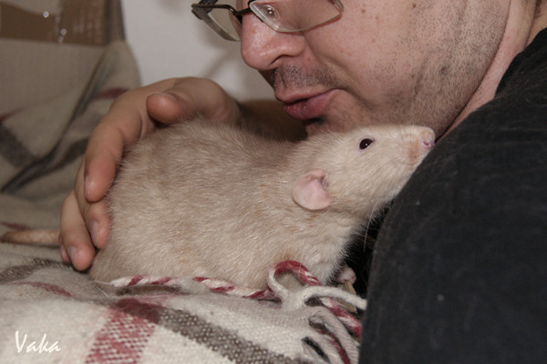 Сколько живут крысы в домашних условиях и как продлить жизнь грызуна