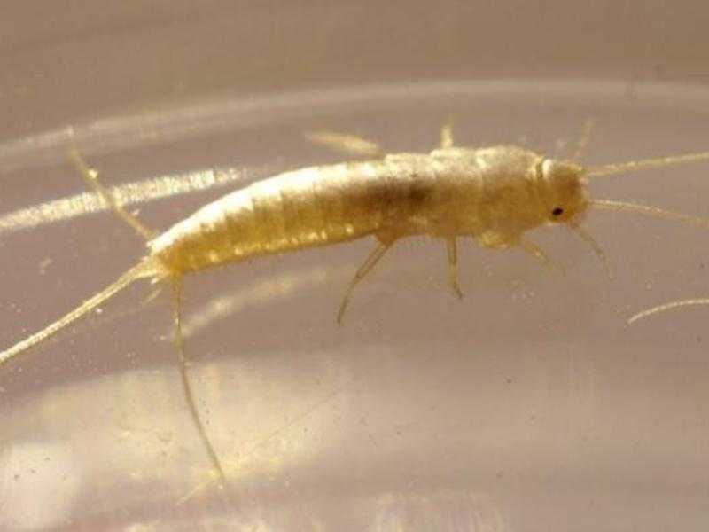 Как избавиться от маленьких насекомых в ванной комнате - виды вредителей и способы борьбы