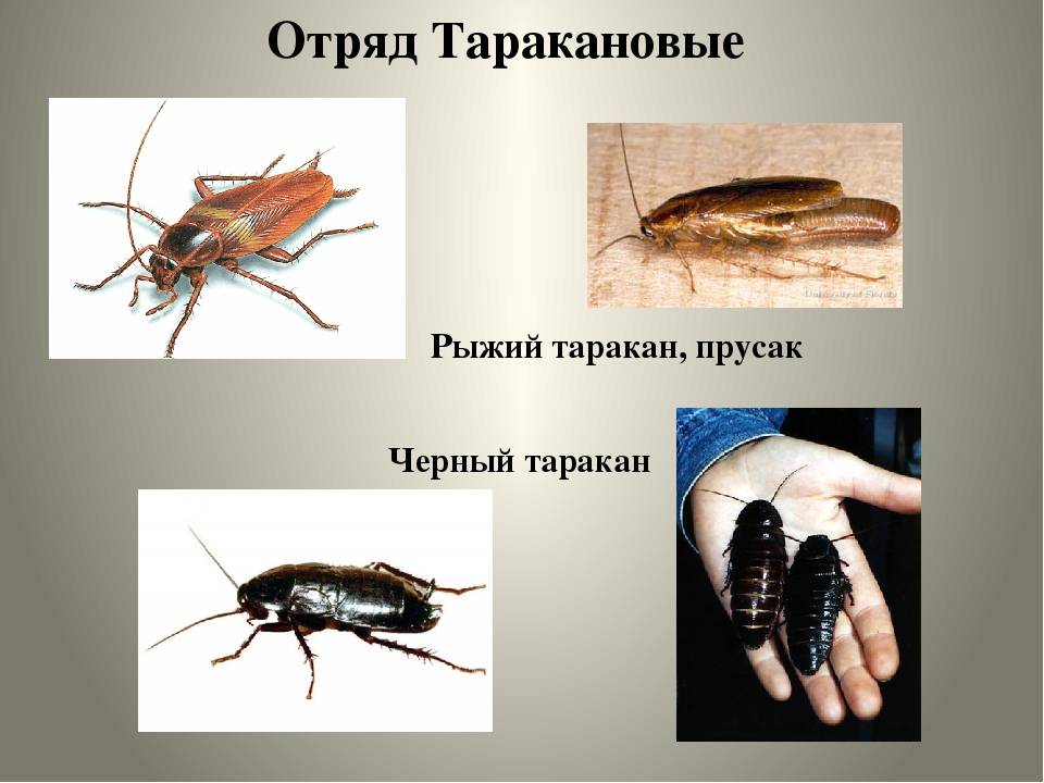 Таракан — подробное описание древнейшего насекомого