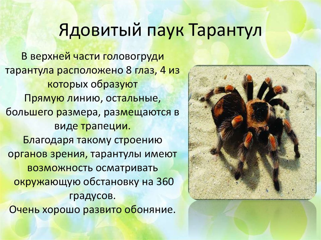 § 25. класс паукообразные / биология 7 класс