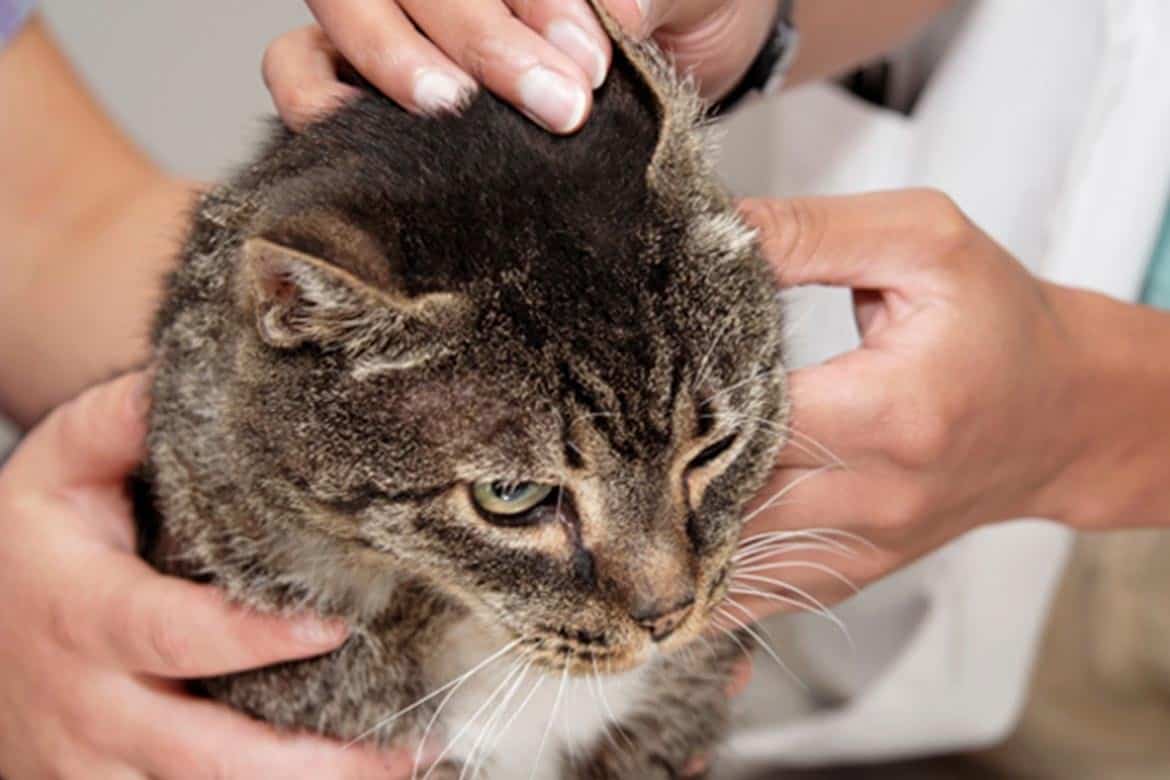 Отодектоз у кошек: причины, признаки, лечение