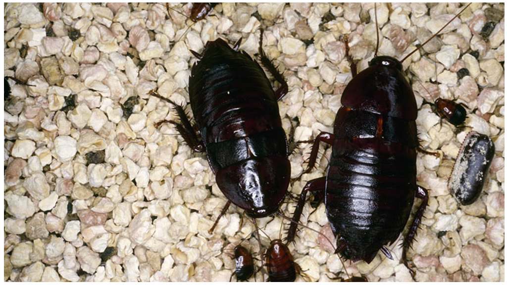 Сколько живут тараканы домашние