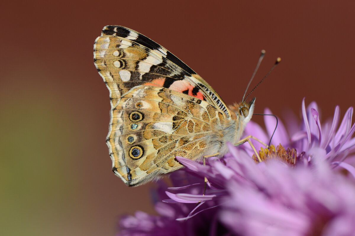 Бабочка павлиний глаз — фото и образ жизни