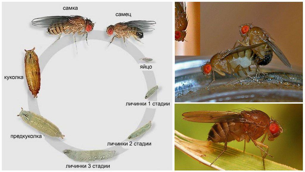 Описание и фото личинок и яиц мух