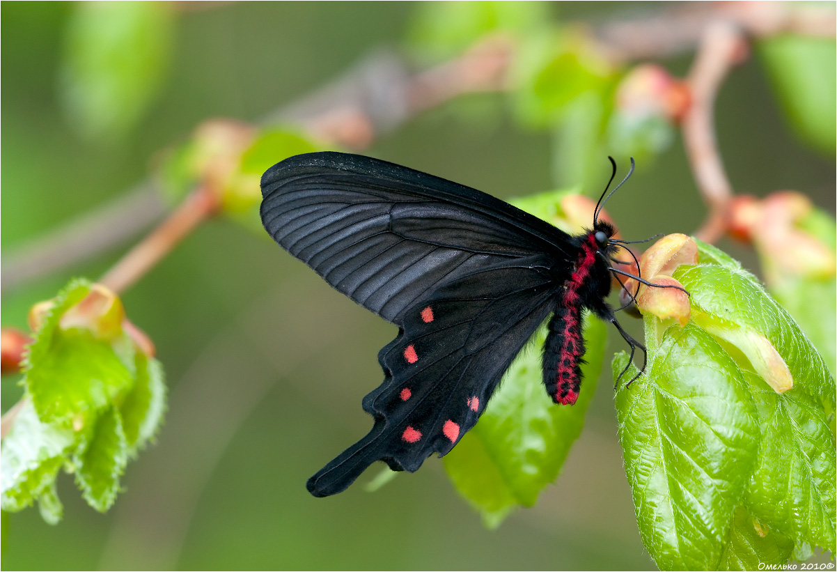 Секреты крупных насекомых: бабочка парусник