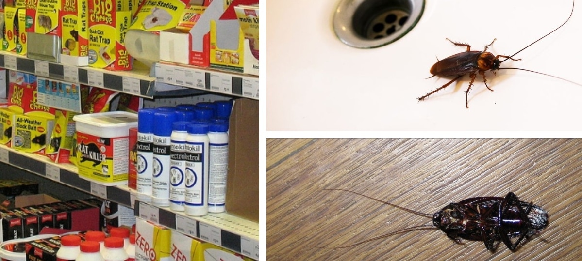 Как избавиться от тараканов народными средствами: 10 эффективных средств