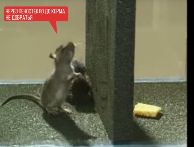 Эковата и мыши: едят и живут ли в утеплителе грызуны