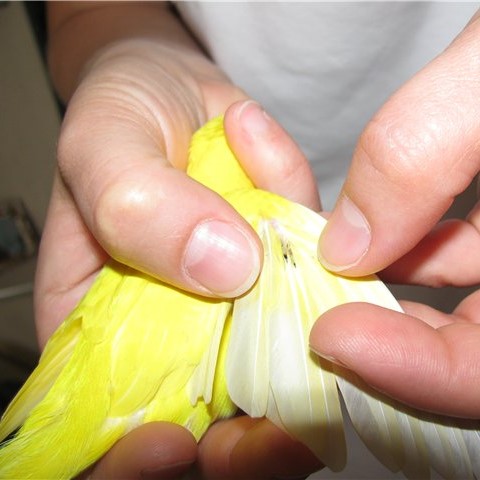 Клещ у попугая на ранней стадии | болезни попугаев
как распознать клеща у попугая на ранней стадии? | болезни попугаев