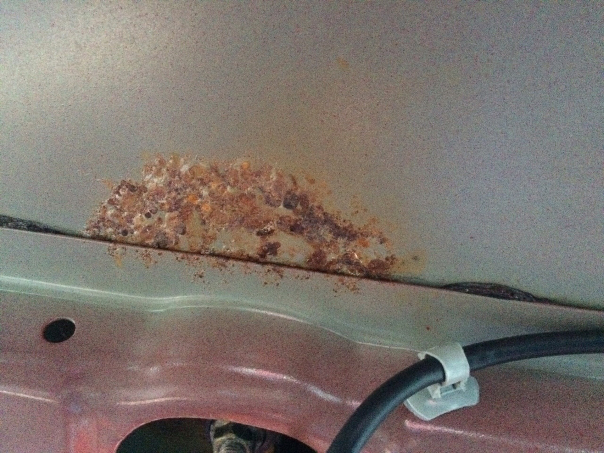 Крысы в машине под капотом: откуда берутся и как вывести / как избавится от насекомых в квартире